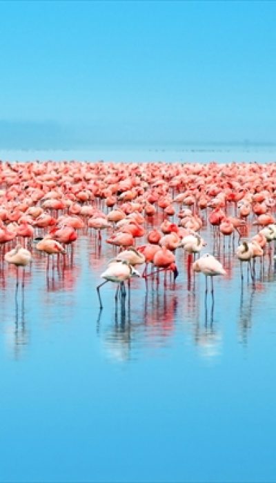 フラミンゴをピンク色に染める、世界の絶景湖３選