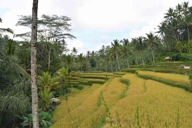 バリ島最大の石窟遺跡グヌンカウィ！階段300段の先に広がる光景とは！？