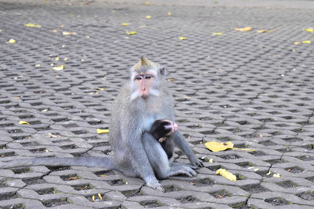バリ島に来たら都会のオアシスモンキーフォレストで癒されよう！