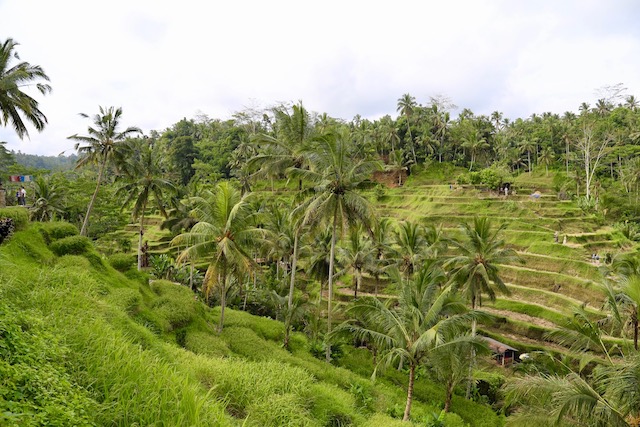 バリ島の定番癒しスポット。テガラランのライステラス