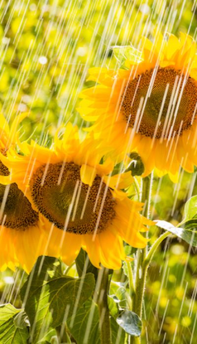【サマーレイン】雨だからこそ美しい世界の風景