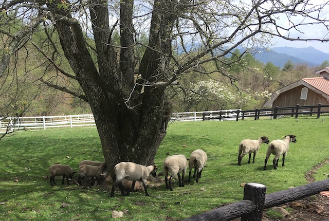 入場無料で動物とふれあえる、清里のまきば公園。絶景の天空レストランも！
