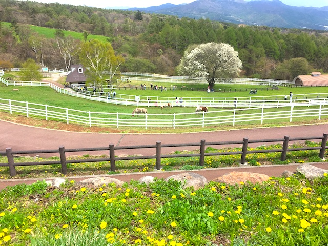入場無料で動物とふれあえる、清里のまきば公園。絶景の天空レストランも！