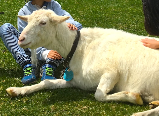 入場無料で動物とふれあえる、清里のまきば公園。絶景の天空レストランも！
