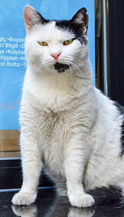 歩けば猫に当たる？トルコはいたるところに猫がいっぱいの猫の国