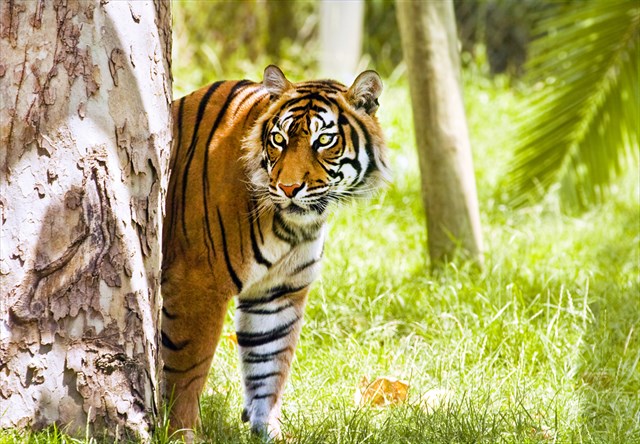 幻の動物たちに出会える！？今もなお火山活動が続く「スマトラ島」
