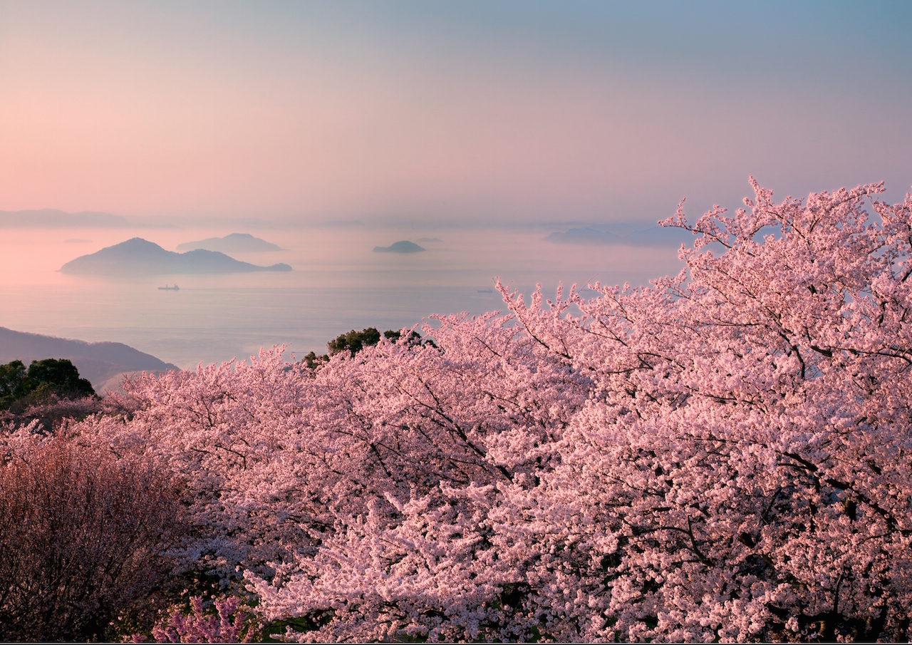 香川県三豊市　紫雲出山の桜