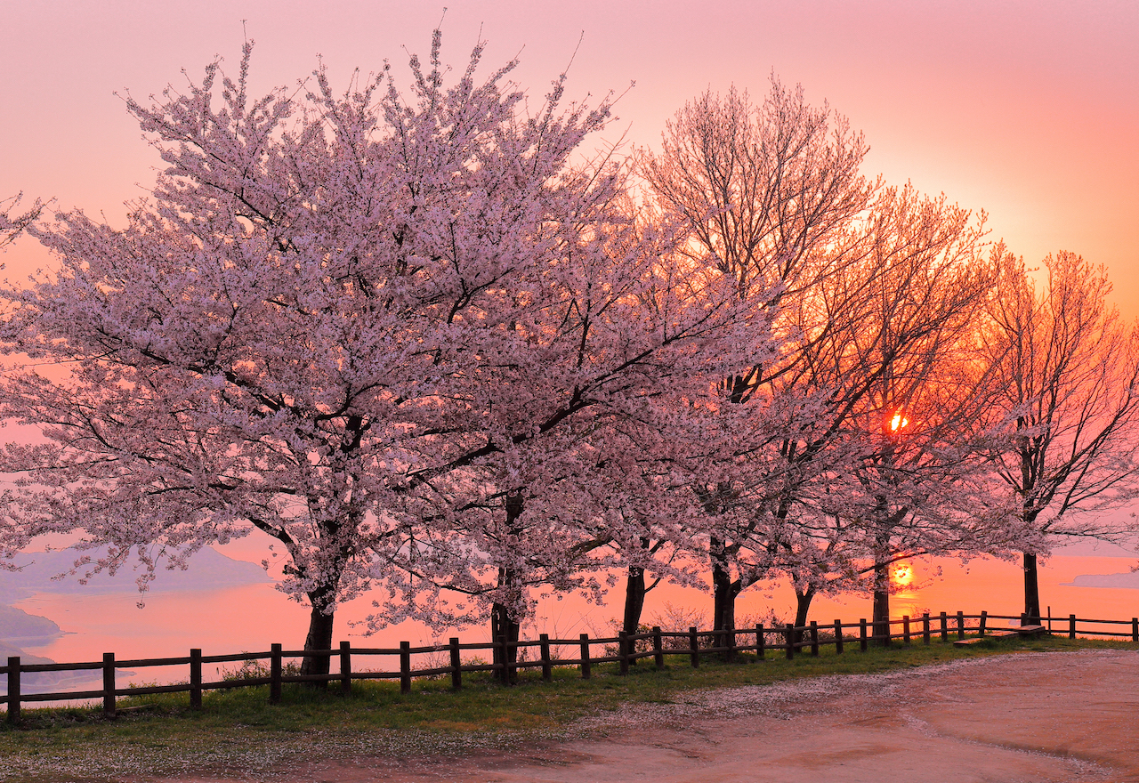 紫雲出山の桜　朝焼け