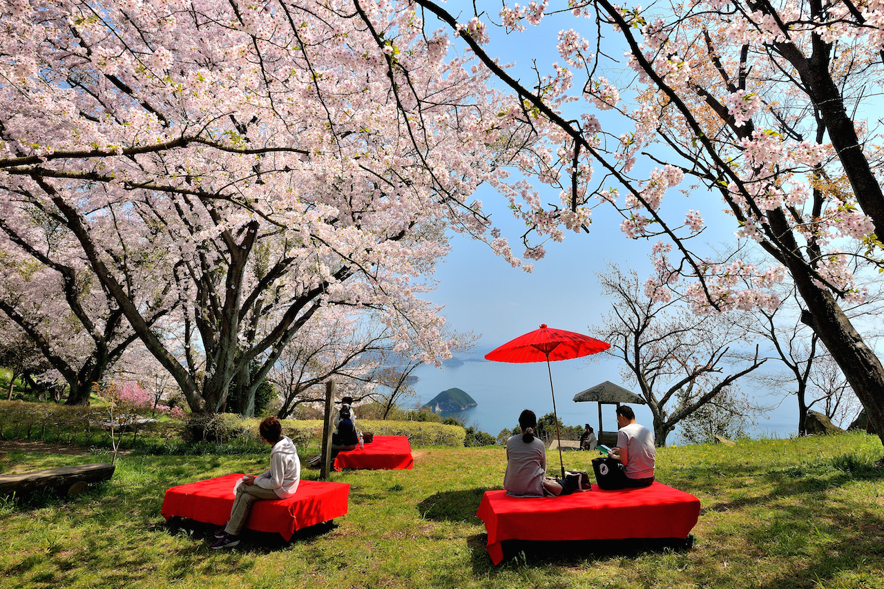 紫雲出山の桜