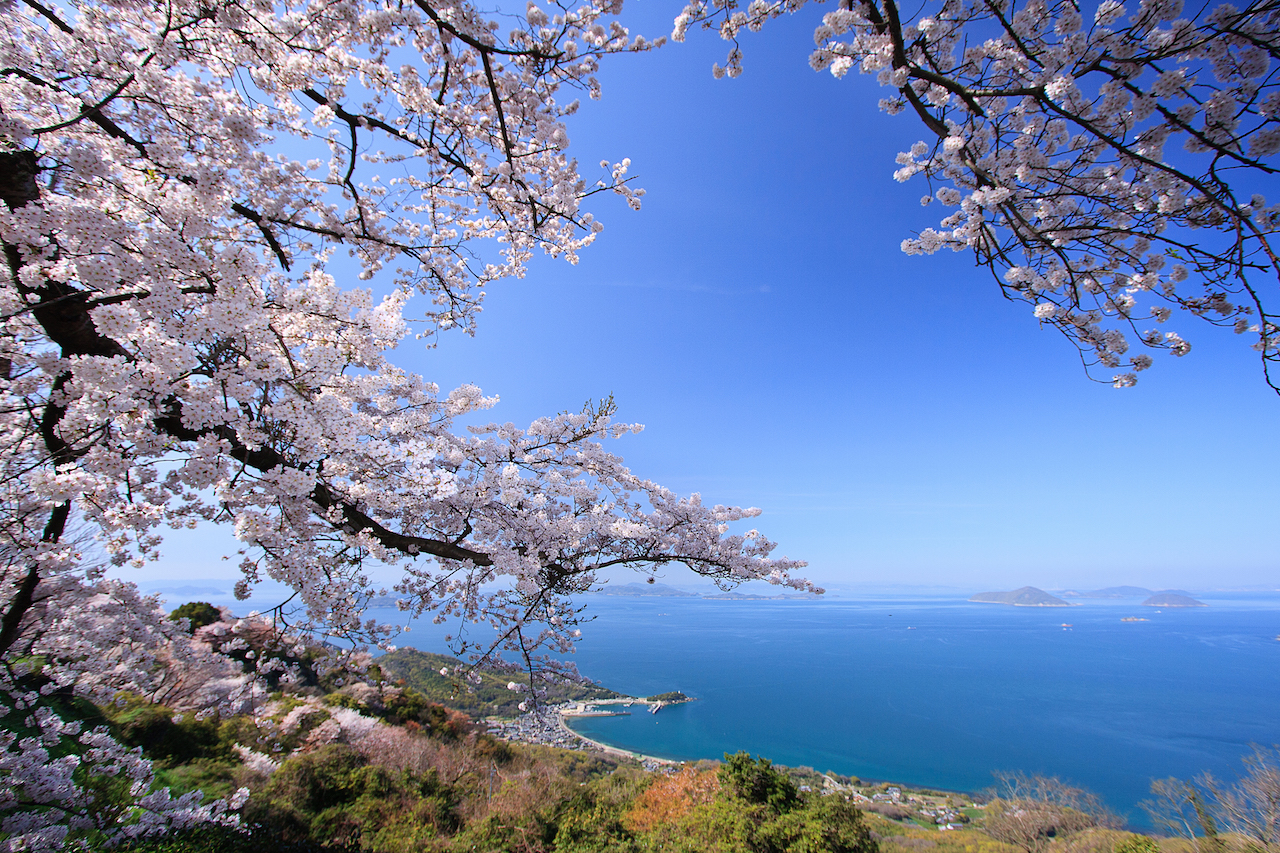 紫雲出山の桜