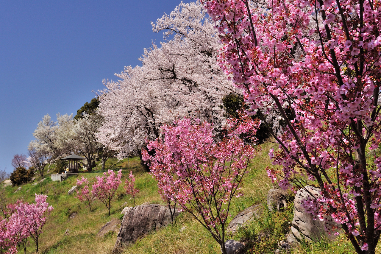 紫雲出山の桜