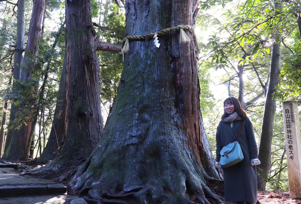 白山比咩神社の御神木
