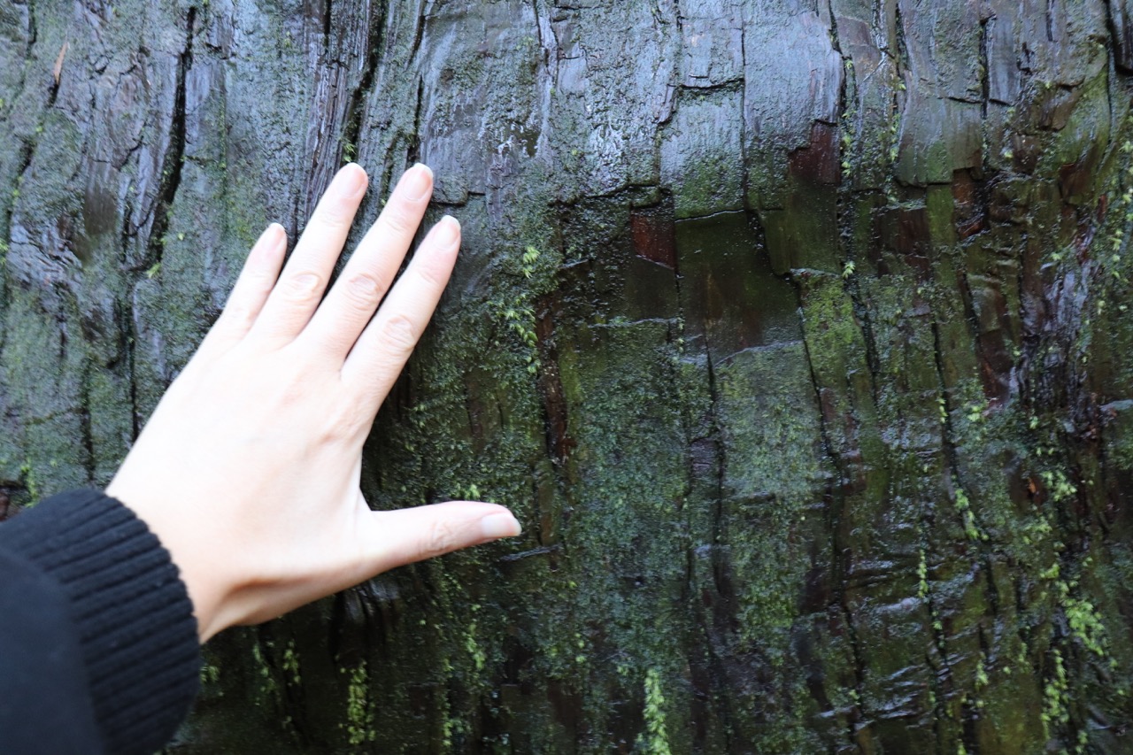 白山比咩神社の老杉