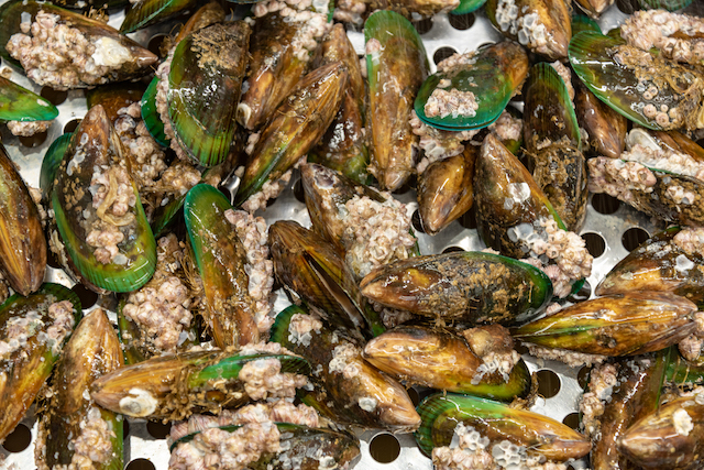 ニュージーランド　マッスル