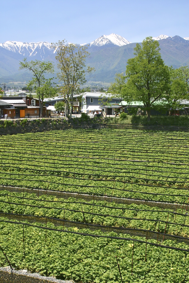 わさび田・大王わさび農場（安曇野）