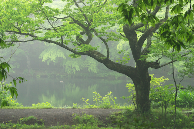 雲場池（軽井沢）