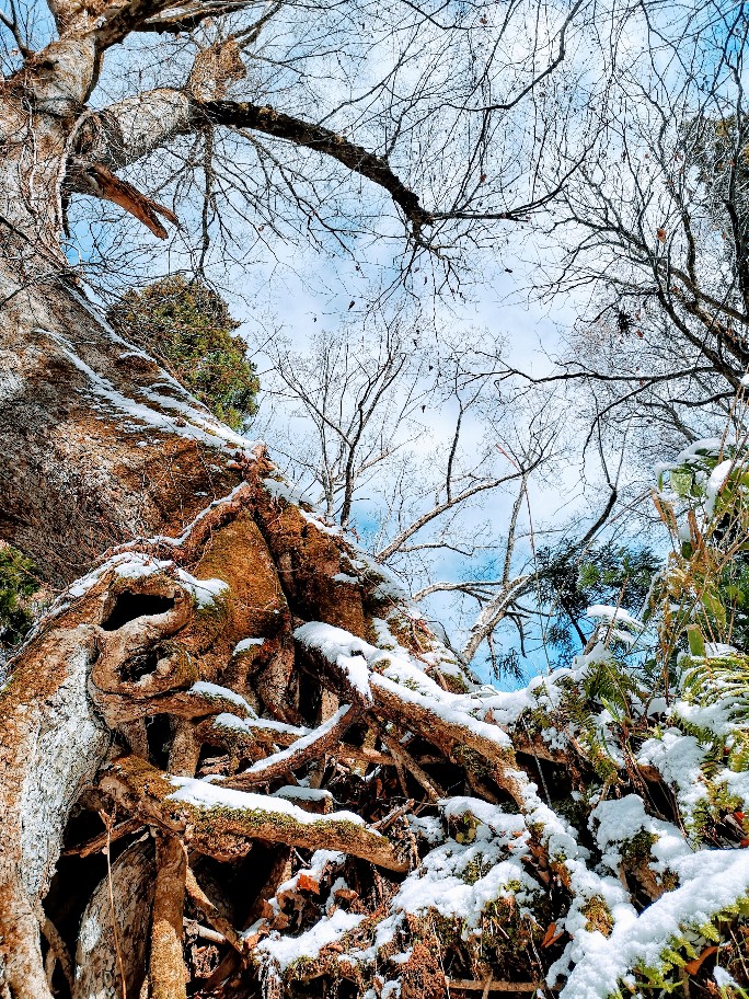 戸隠神社杉並木