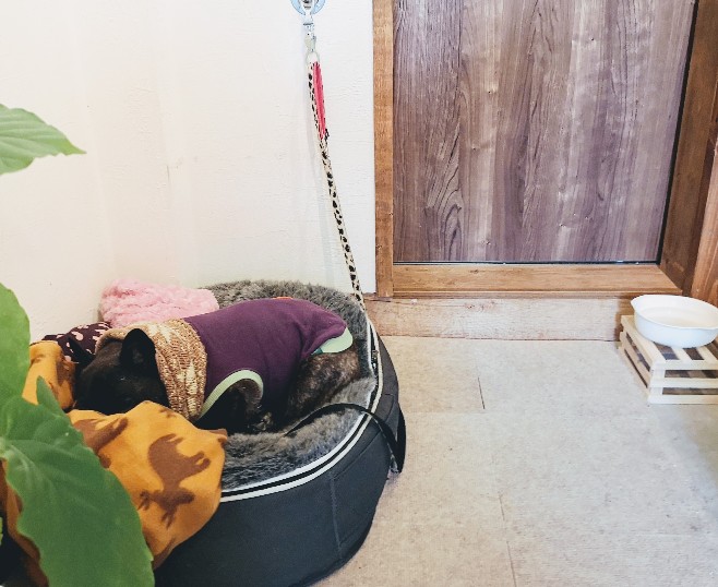 おいものおやつ看板犬