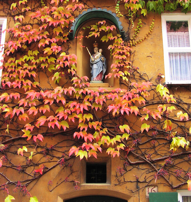 秋のフッゲライ