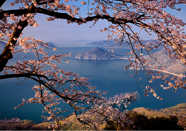 香川県「紫雲出山」の桜