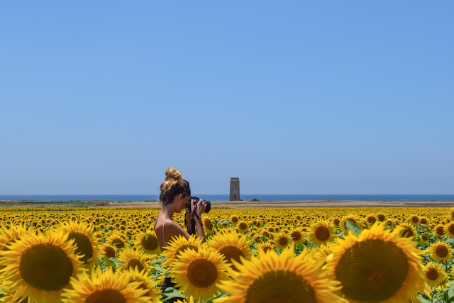 スペインのひまわり畑