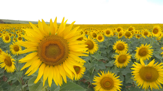 スペイン・コルドバ郊外のひまわり畑