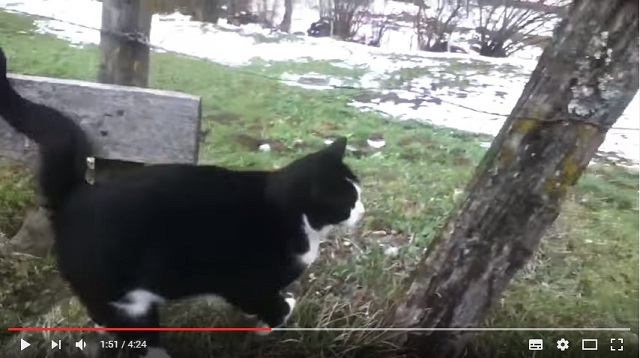 山の神の使者？スイスの村で道に迷った男性を導いた猫