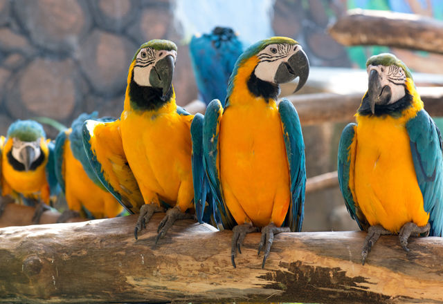 costaricazoo150828-009