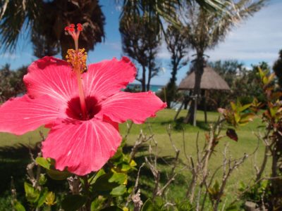 沖縄に住むハイビスカス