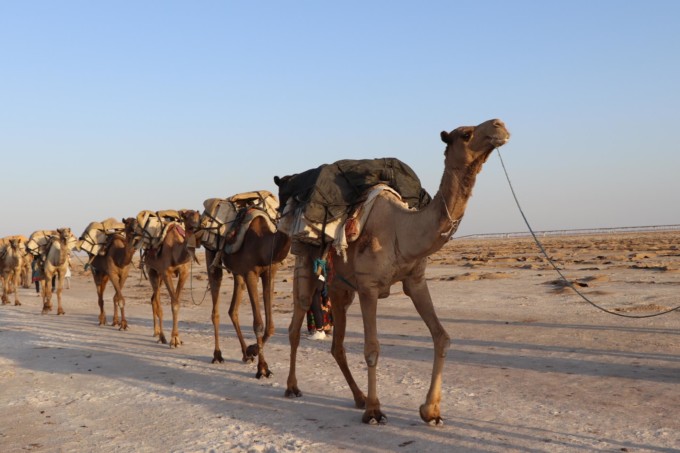 砂漠を歩くラクダ
