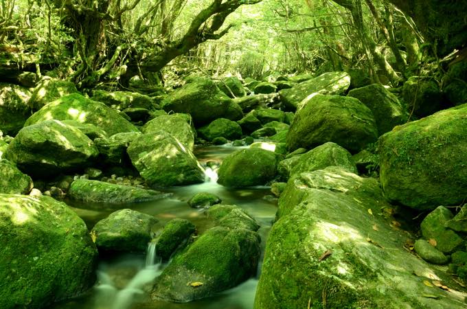 白谷雲水峡/宮之浦