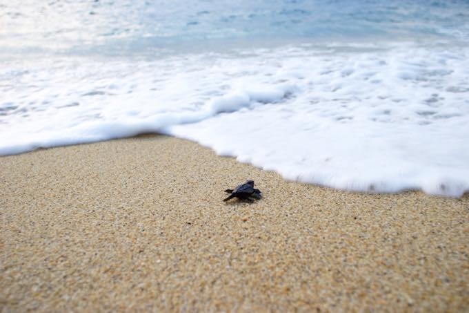 永田いなか浜/永田