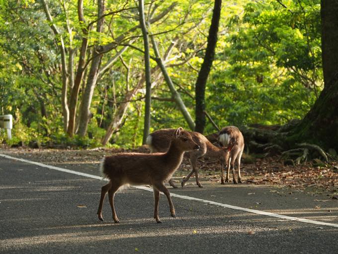 西部林道/永田～粟生