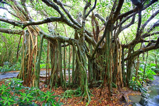 志戸子ガジュマル園/志戸子