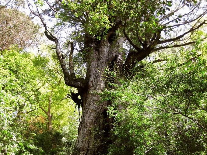 大王杉/縄文杉トレッキング
