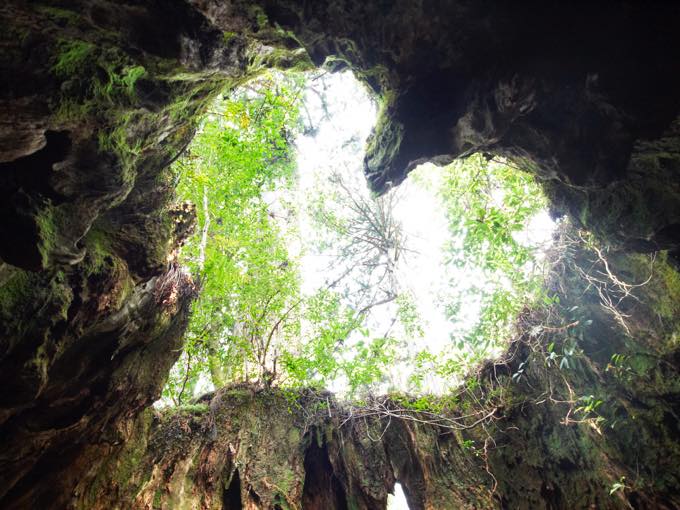 ウィルソン株/縄文杉トレッキング