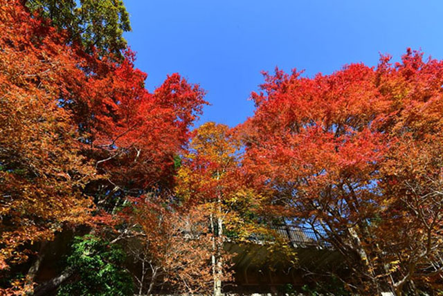 赤・黄・橙の色の共演！ピークを迎えた六甲高山植物園の「紅葉」を見に行こう！
