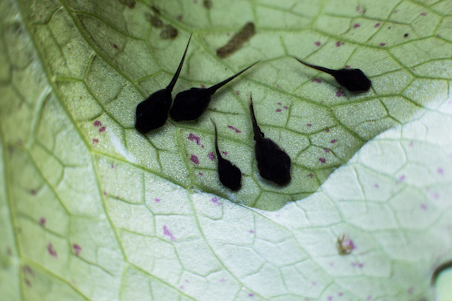 石川県ではオタマジャクシ・・・不可解な「物」が空から降る謎のファフロツキーズ現象とは【世界の謎】
