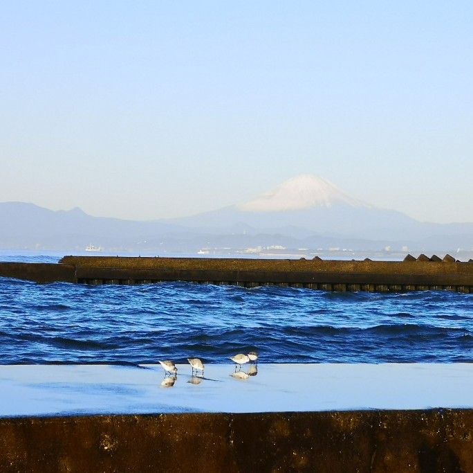 神奈川県立湘南海岸公園の海鳥