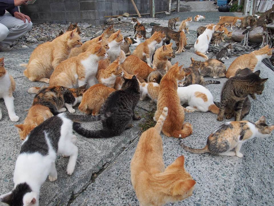「島民１５人、猫１００匹」ネコだらけの島があった！