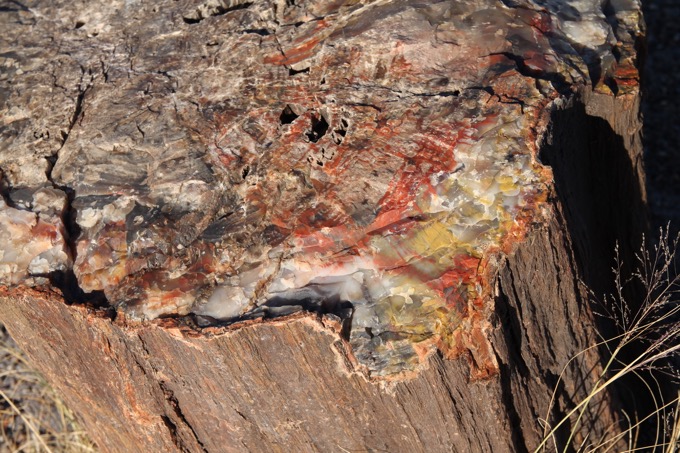 化石の森国立公園