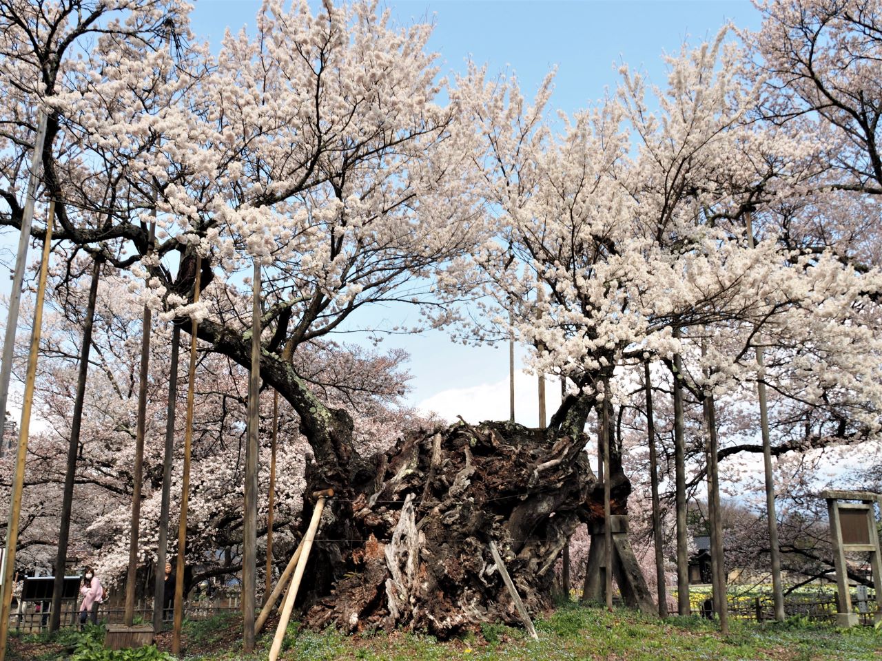 神代桜全景