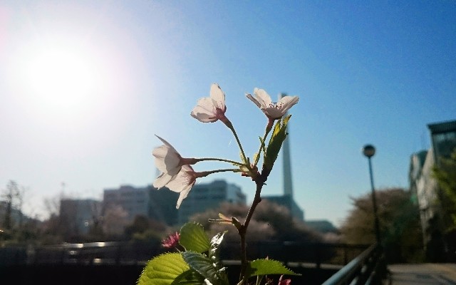 東京・目黒川の桜