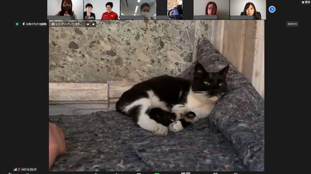 トルコ・アヤソフィアモスクの猫