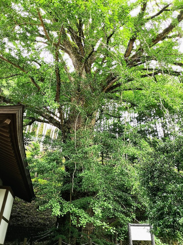奈良県吉野郡・「来迎院」大銀杏の木