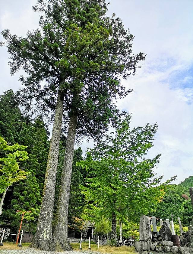 奈良県吉野郡・「真言宗醍醐派総本山 大峯山 龍泉寺」木々