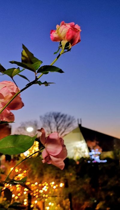 東京都練馬区・「四季の香ローズガーデンクリスマスイルミネーション」香りのローズガーデンのバラ