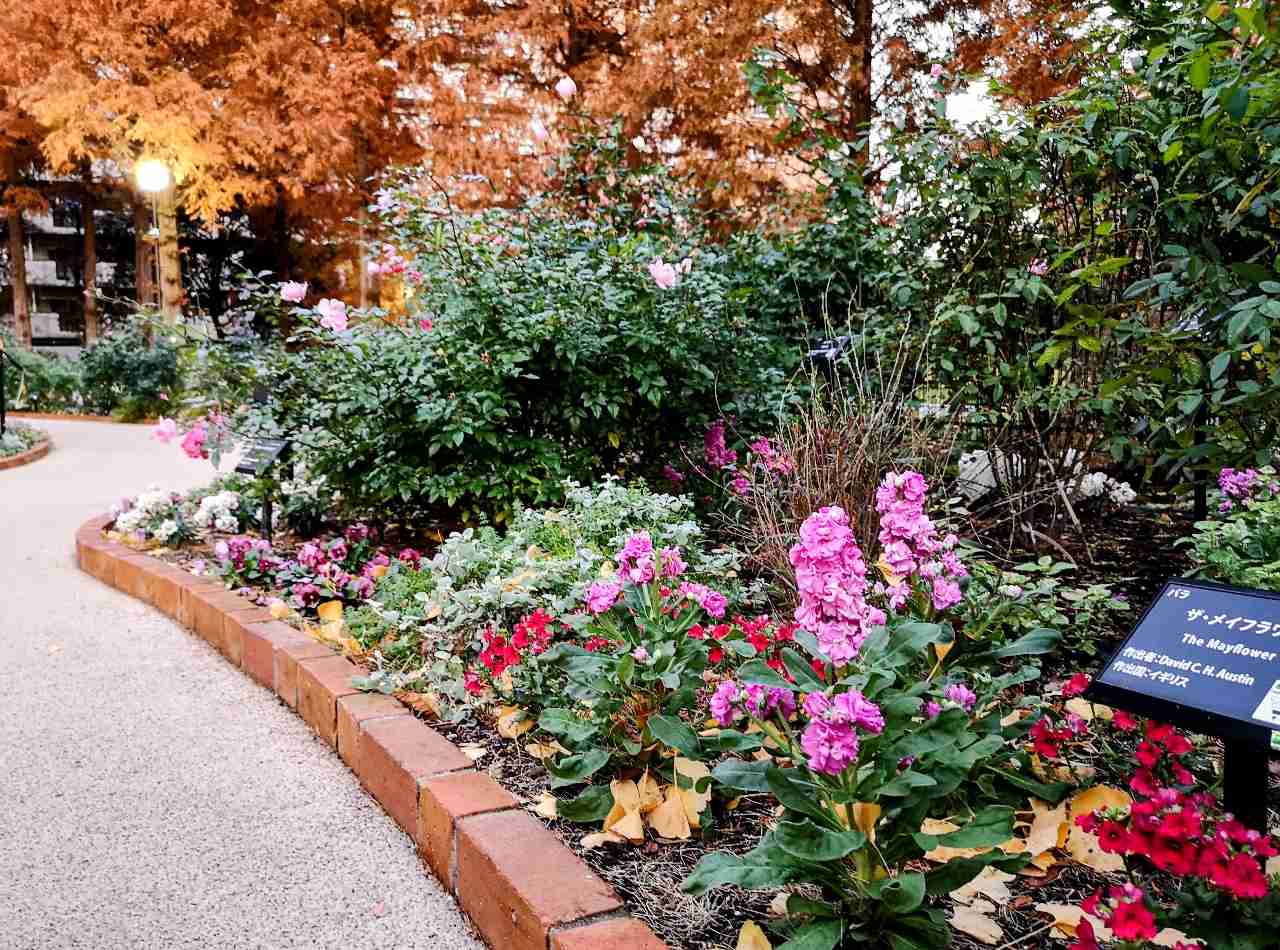 東京都練馬区・「四季の香ローズガーデンクリスマスイルミネーション」色彩のローズガーデンの