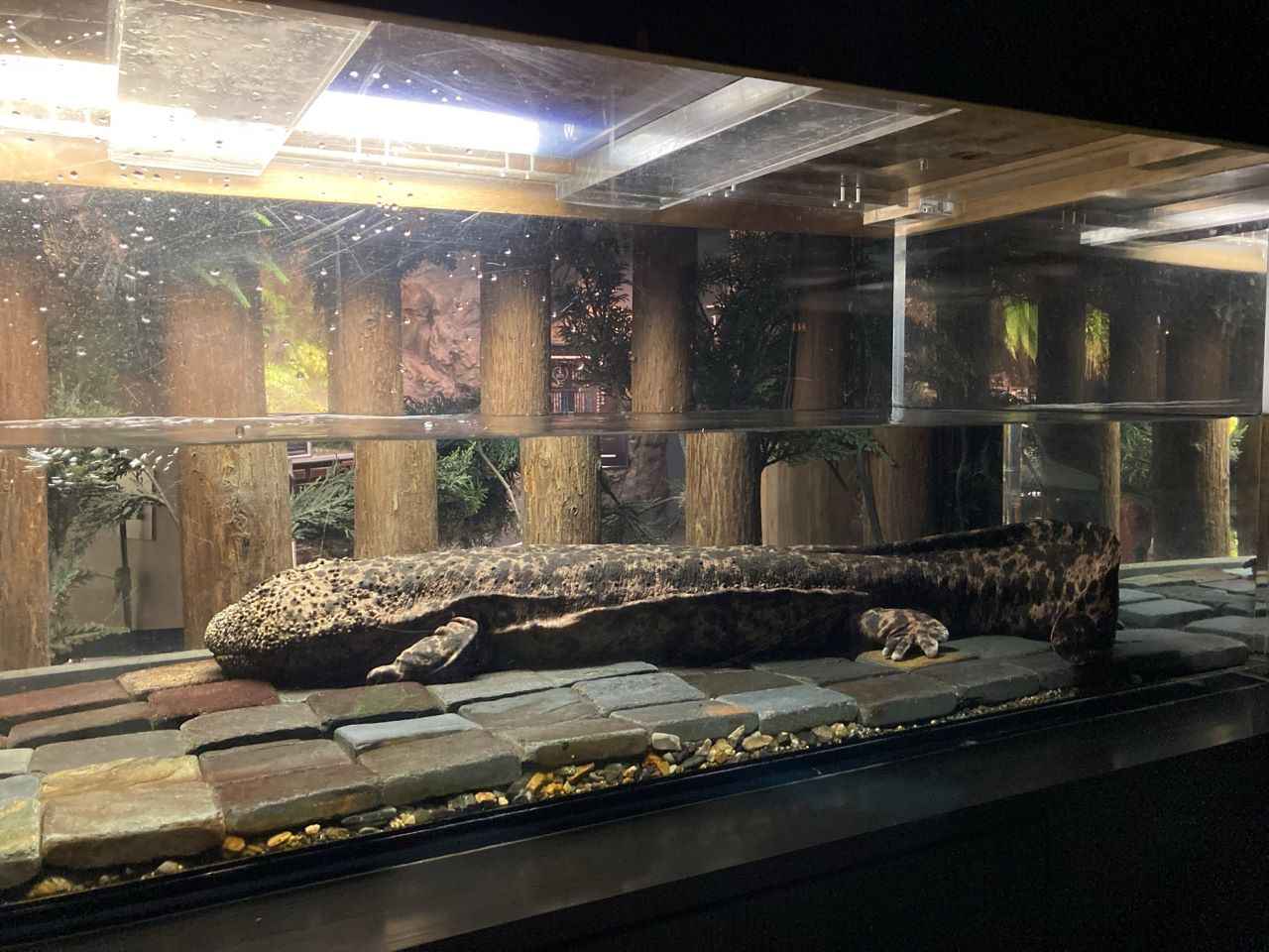 オオサンショウウオ