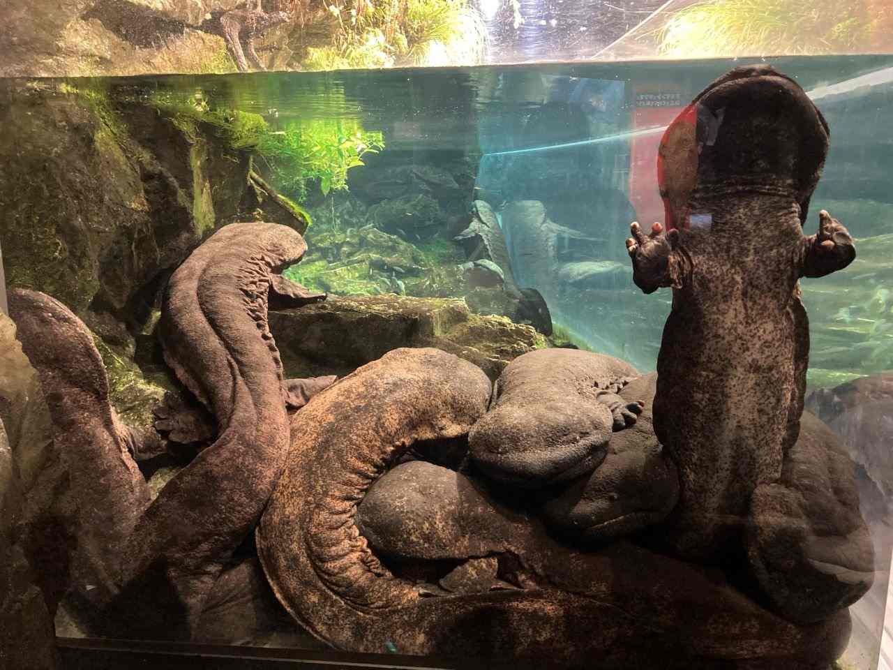 オオサンショウウオ